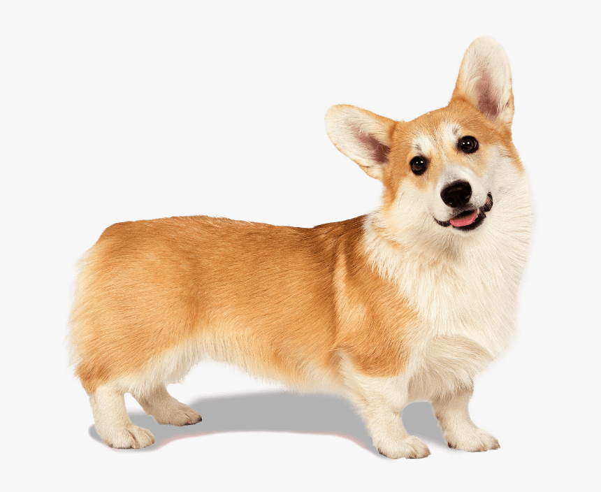 Corgi - Pembroke Welsh Corgi, HD Png Download, Free Download