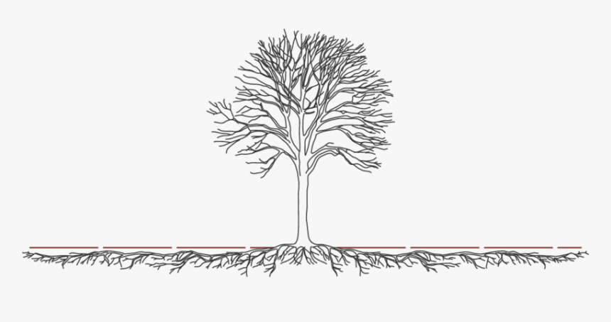 Illustrative View Of The Spread Of A Tree Root System - Different Tree Root System Diagram, HD Png Download, Free Download