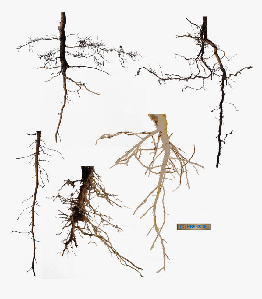 Корни без фона. Корешок дерева. Дерево с корнями без фона. Корни на прозрачном фоне. Корень png