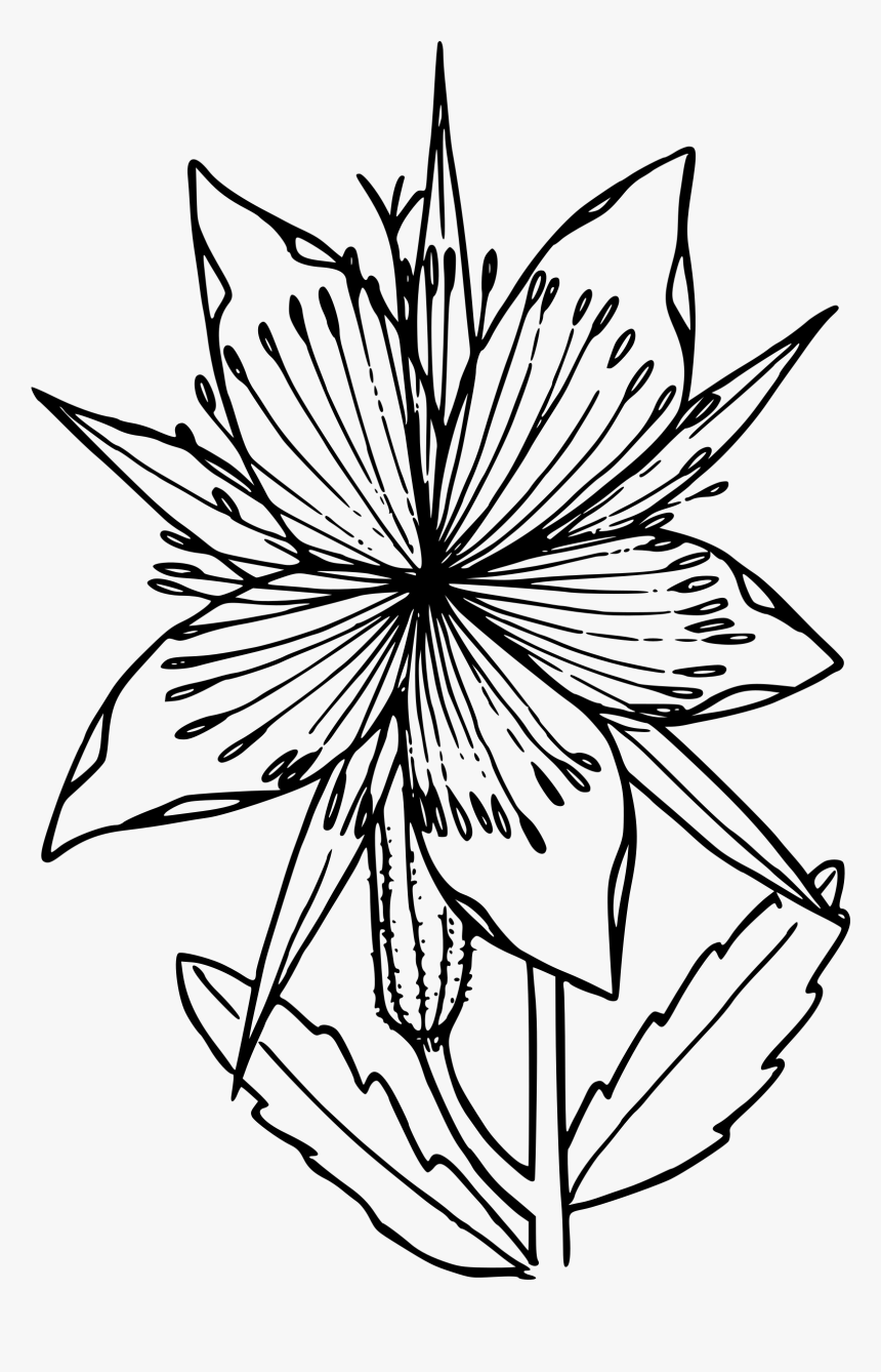 Great Blazing Star Clip Arts - Blazing Star Flower Drawing, HD Png Download, Free Download