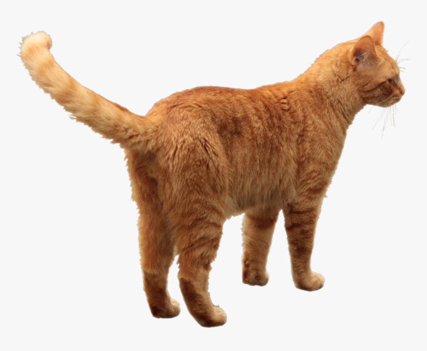 Cats Png, Transparent Png, Free Download