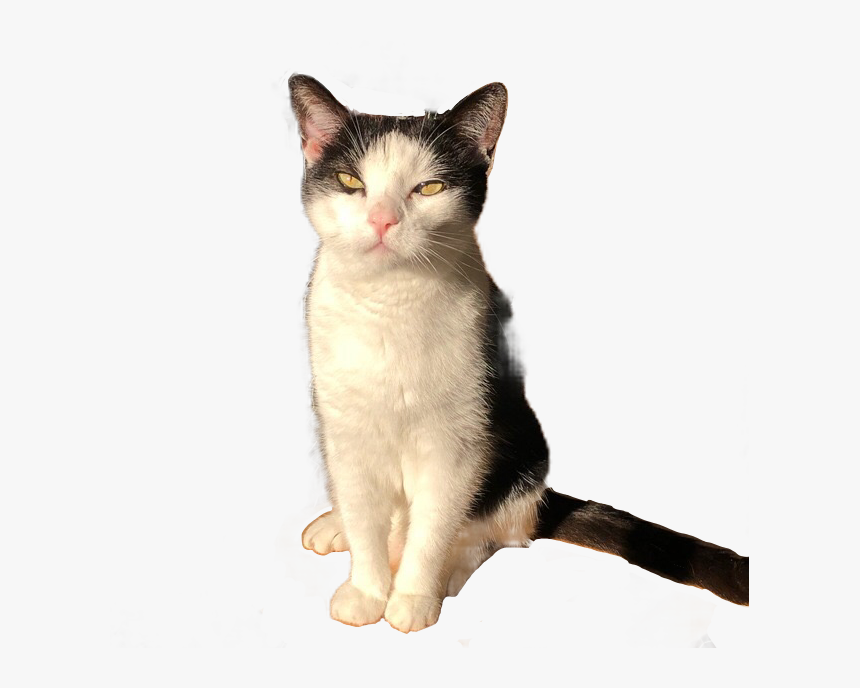 #cat #aesthetic #moodboard #png #freetoedit - Moodboard Cat Png, Transparent Png, Free Download