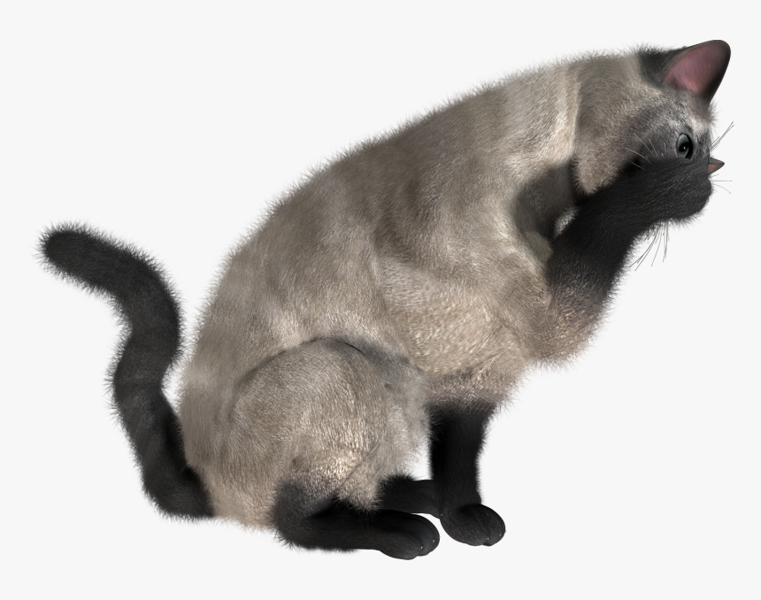 Download This High Resolution Cats Transparent Png - Cat Eating Png, Png Download, Free Download