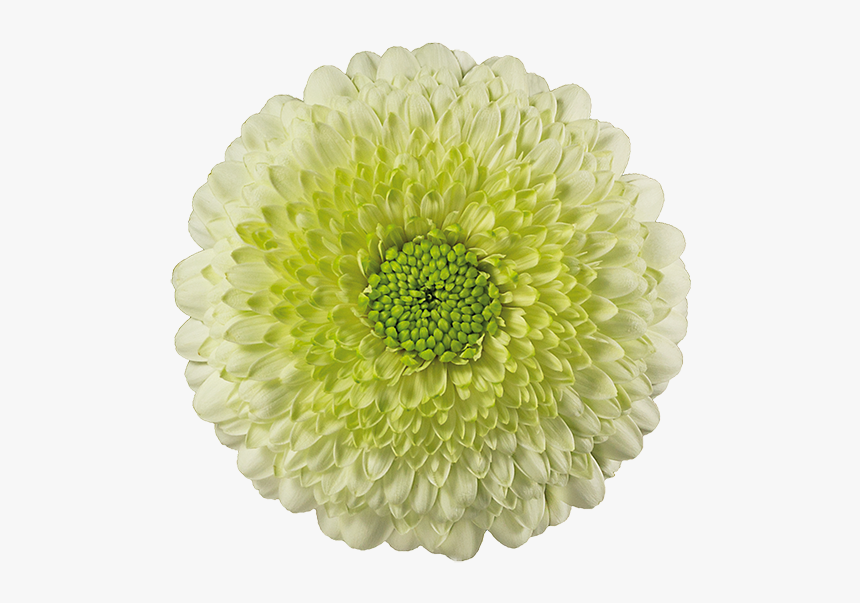 Gerbera Kermit, HD Png Download, Free Download