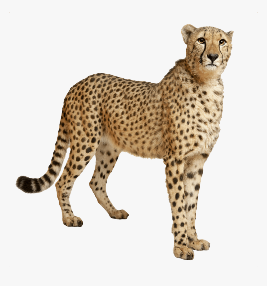 Cheetah Still - Cheetah Transparent, HD Png Download, Free Download