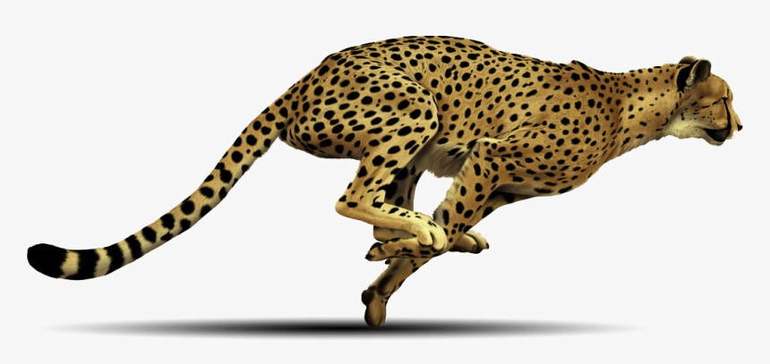 Cheetah Png - Cheetah Running Transparent Background, Png Download, Free Download