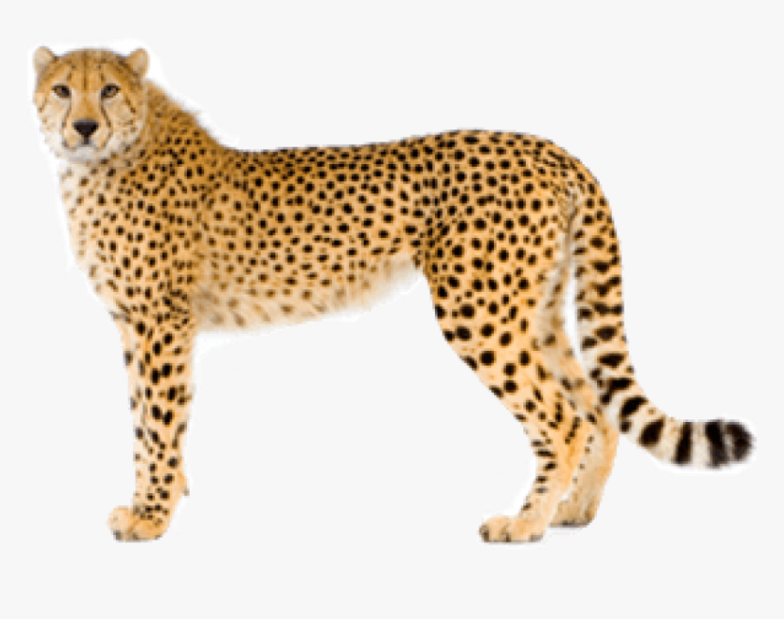 Cheetah Png, Transparent Png, Free Download
