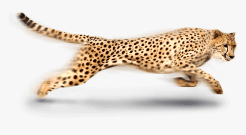 Cheetah Png Photo - Cheetah Clipart, Transparent Png, Free Download