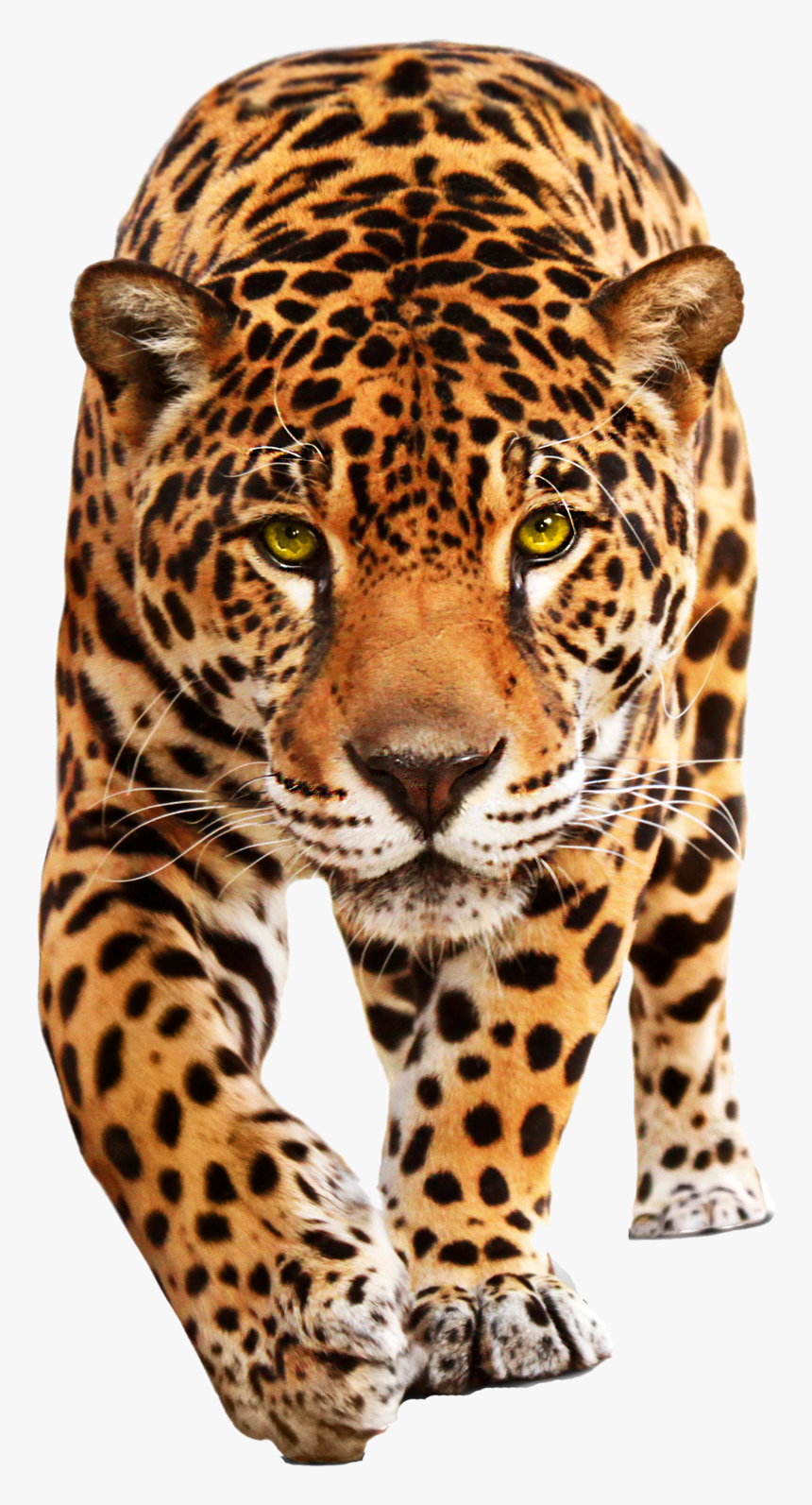 Cheetah Png - Leopard Png, Transparent Png, Free Download