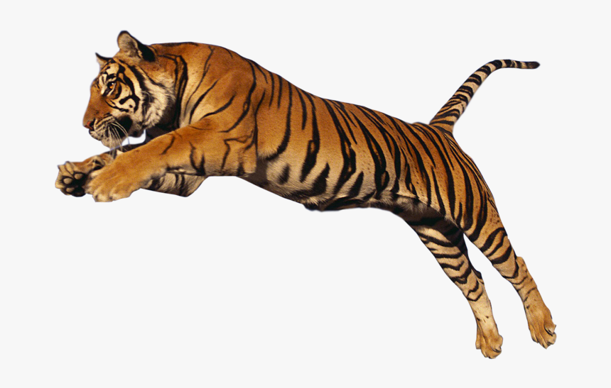 Cheetah Png Images - Tiger Transparent, Png Download, Free Download