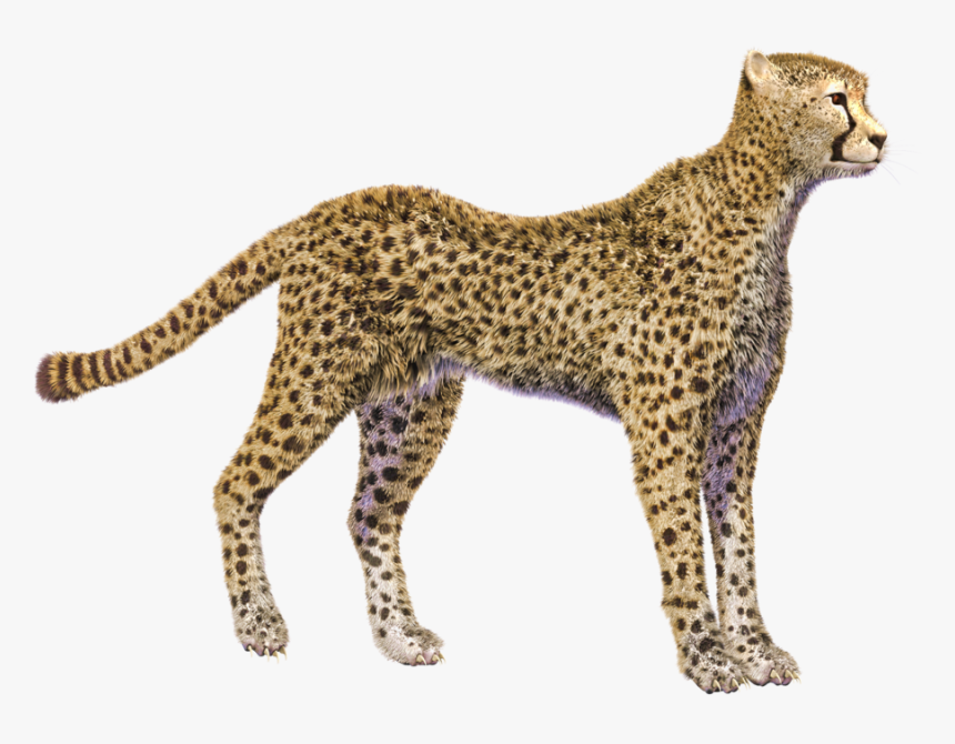 Cheetah Png, Transparent Png, Free Download