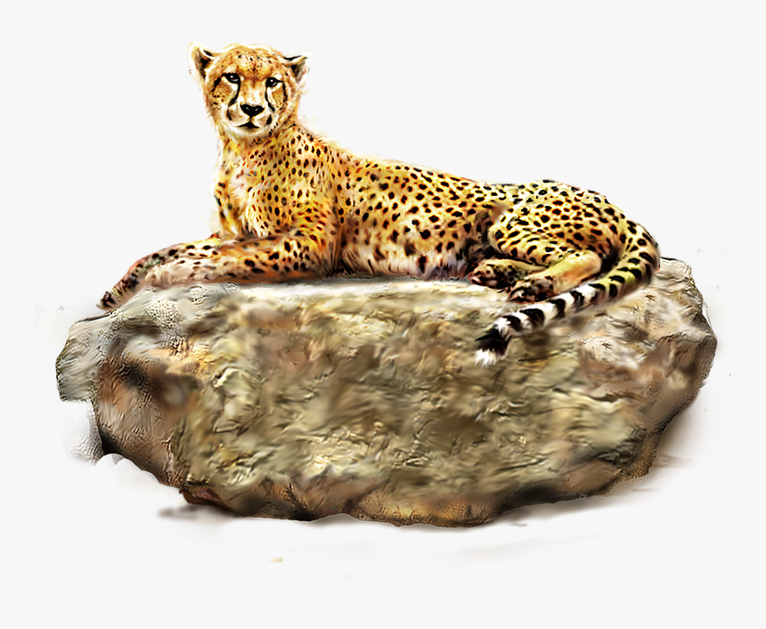 Transparent Cheetah Png - Cheetah Png, Png Download, Free Download