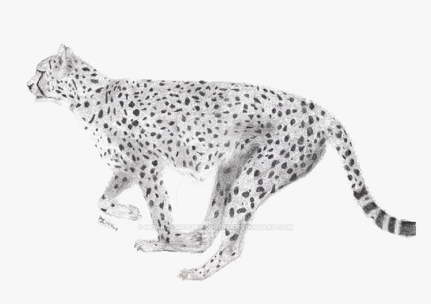 Running Cheetah Png Image With Transparent Background - Cheetah Outline Transparent Background, Png Download, Free Download