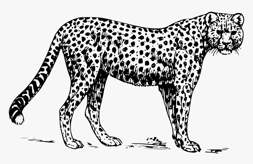 Cheetah Clip Arts - Jaguar Clipart Black And White, HD Png Download, Free Download