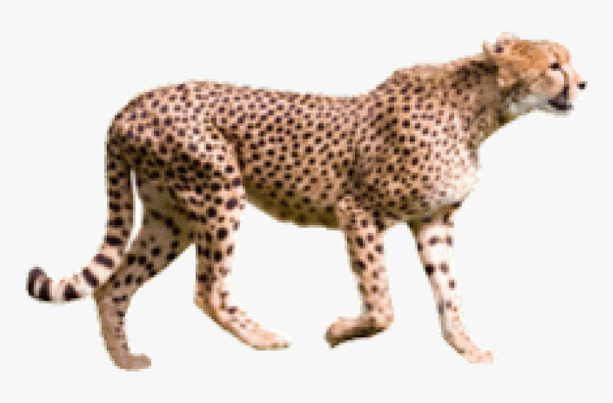Cheetah Png, Transparent Png, Free Download