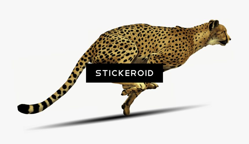 Cheetah , Png Download - Running Cheetah Transparent Background, Png Download, Free Download