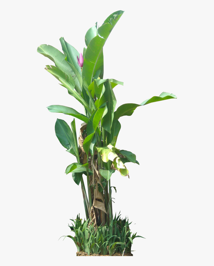 Tropical Plant Psd, HD Png Download, Free Download