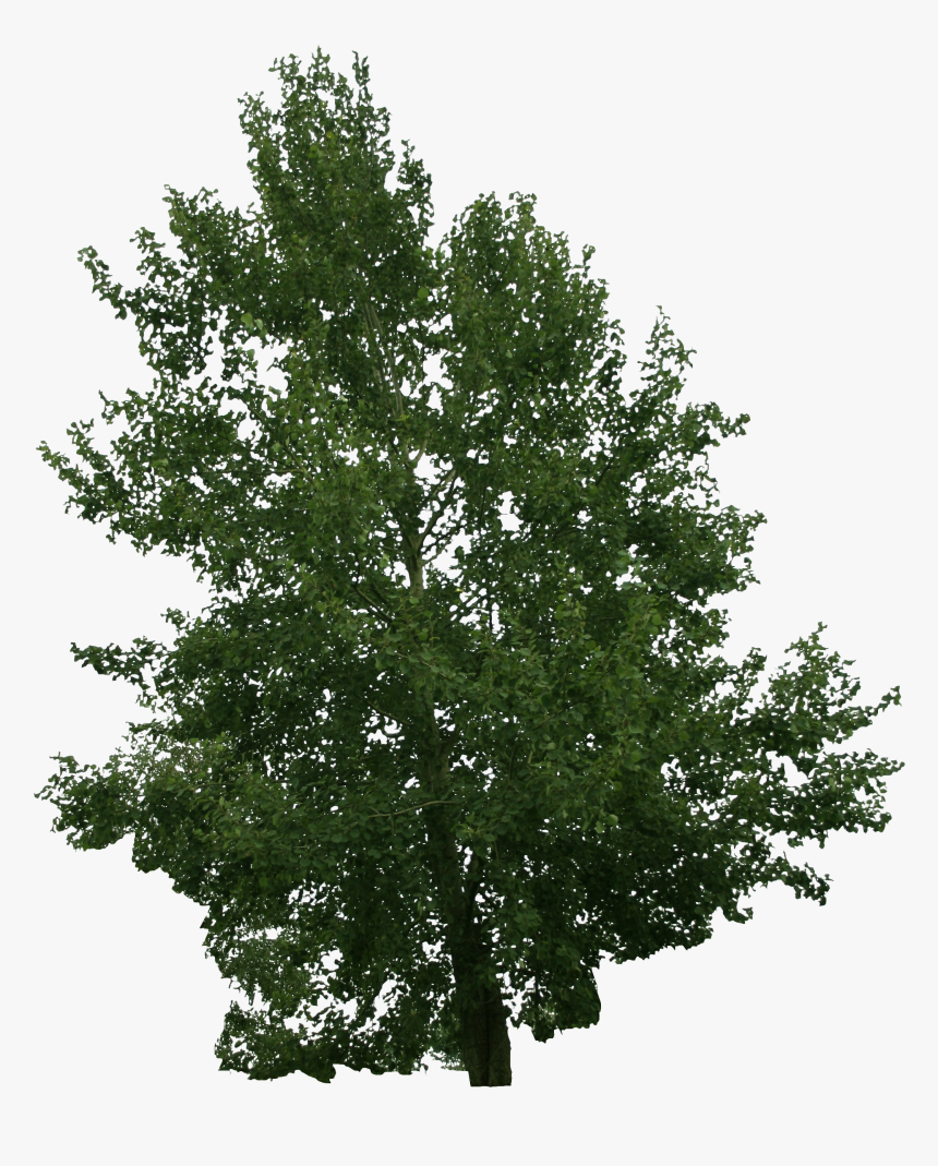 River Birch, HD Png Download, Free Download