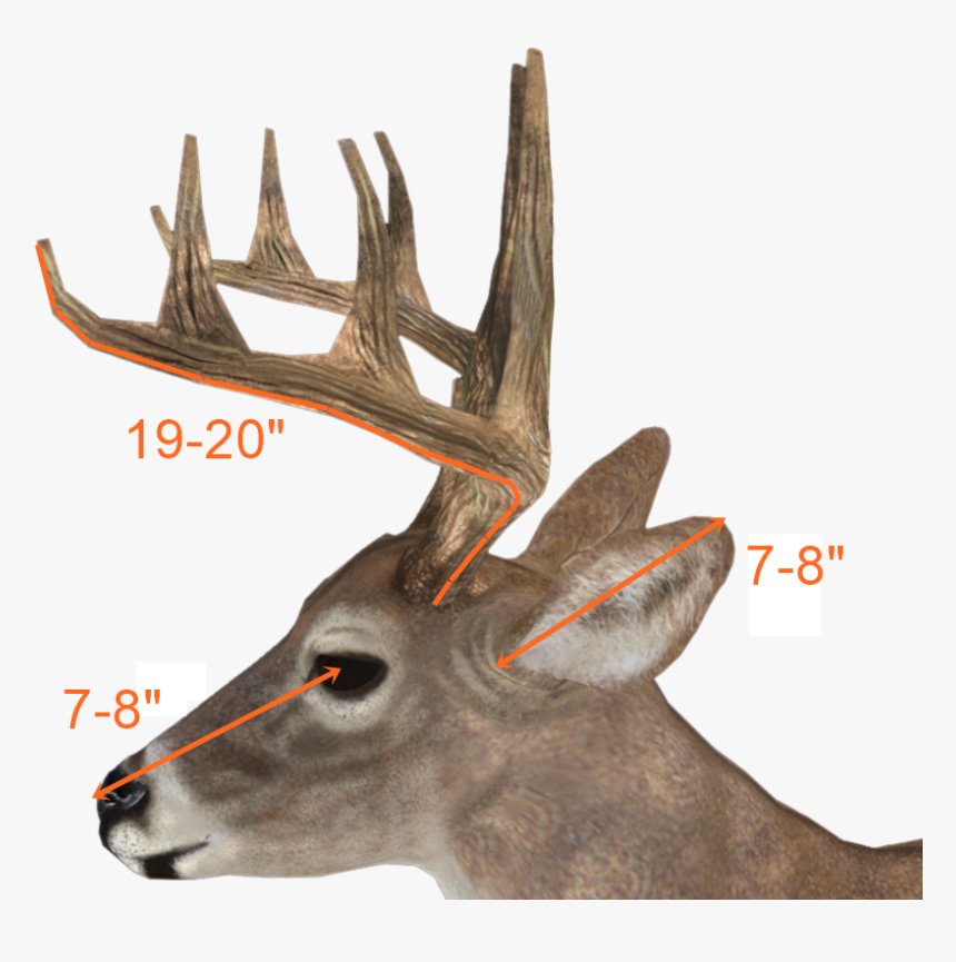 Ground Deer,roe Deer,stock Photography,fawn - 110 Inch Deer, HD Png Download, Free Download