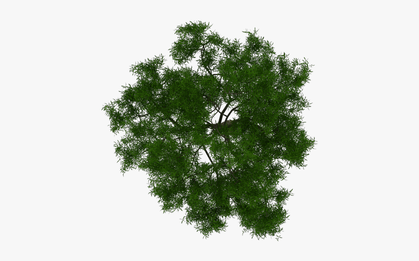 Continental inertia Straighten Top Of Pine Png - Architecture Tree Plan Png, Transparent Png - kindpng