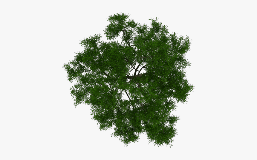 Top Of Pine Png - Architecture Tree Plan Png, Transparent Png, Free Download