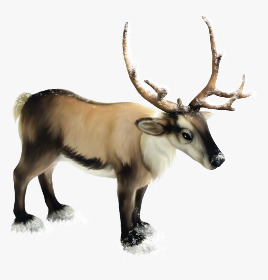 Transparent Antlers Clipart - Realistic Reindeer Clipart, HD Png Download, Free Download