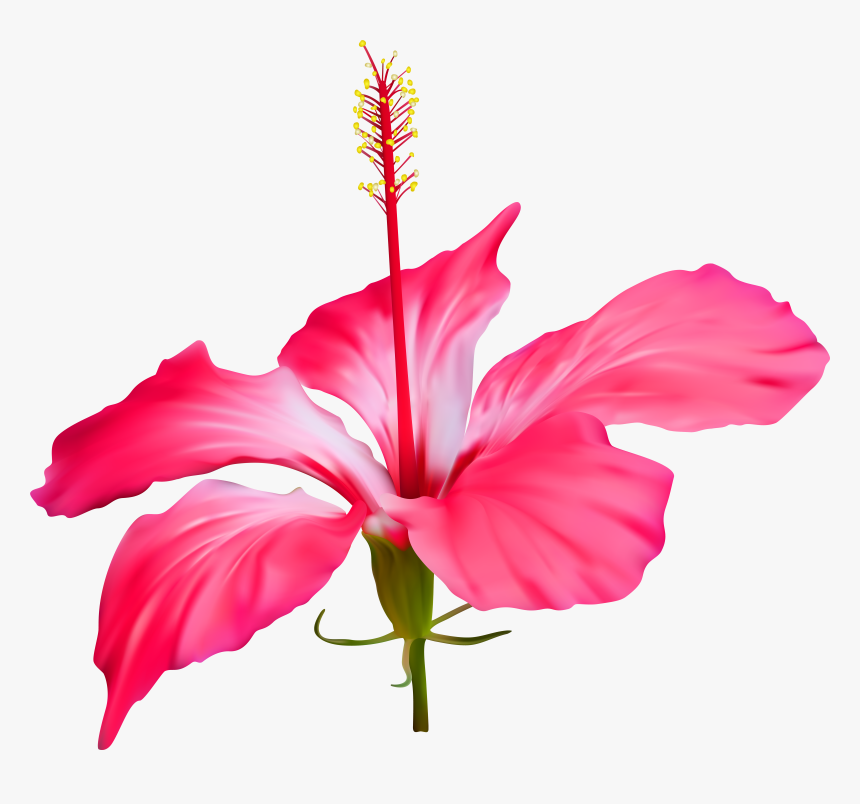 Hibiscus Flower Transparent Png Clip Art Event Luau - Hibiscus Flower Transparent, Png Download, Free Download