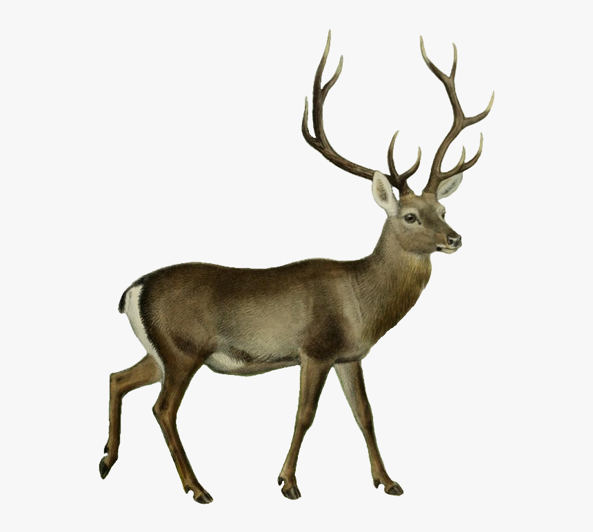 Deer Png Transparent Image - Buck Silhouette, Png Download, Free Download