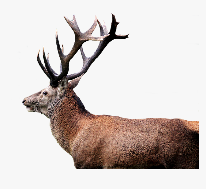 Hirsch, Red Deer, Antler, Isolated, Transparent - Red Deer Transparent, HD Png Download, Free Download