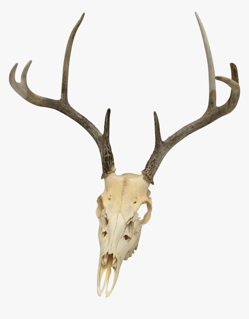 Natural 8-point White Tail Deer Antlers And Skull - Deer Skull Transparent Background, HD Png Download, Free Download