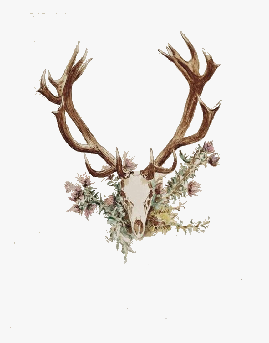 Transparent Deer Antlers Png, Png Download, Free Download