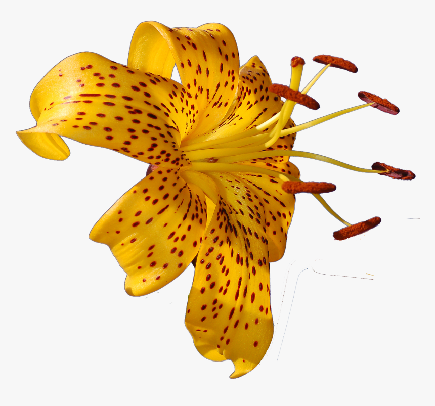 Png Images Of Tropical Flowers - Tropical Flower Photo Png, Transparent Png, Free Download