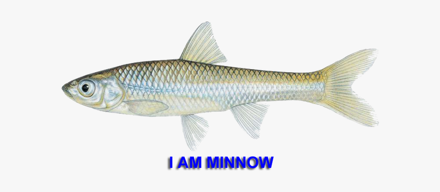 Minnow - Coregonus Lavaretus, HD Png Download, Free Download