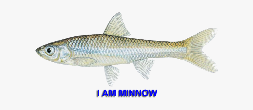 Minnow - Coregonus Lavaretus, HD Png Download - kindpng