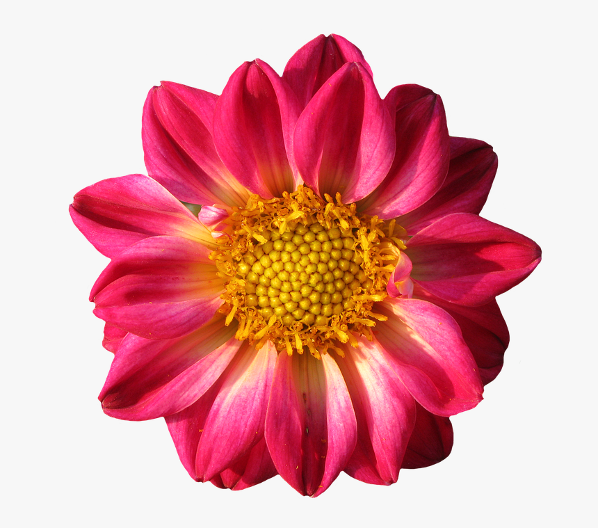 Transparent Blossom Png - La Mona Flor, Png Download, Free Download