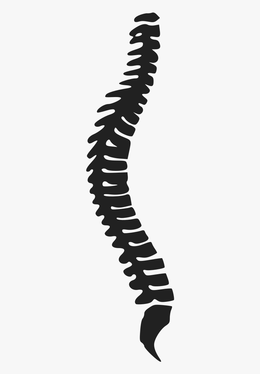 Transparent Png Of A Spine - Rug, Png Download, Free Download