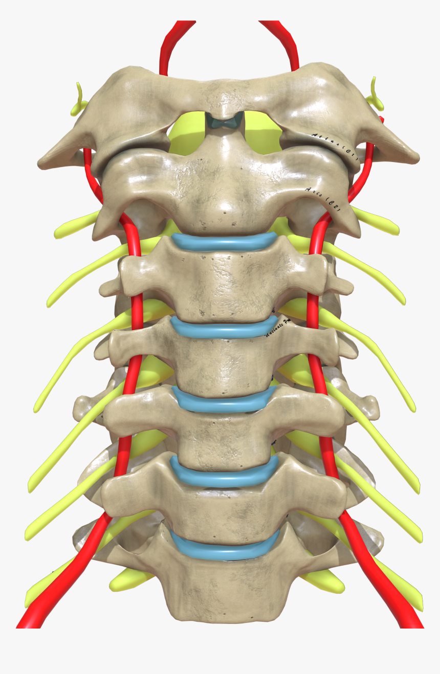 Cervical Spine Anterior View, HD Png Download, Free Download