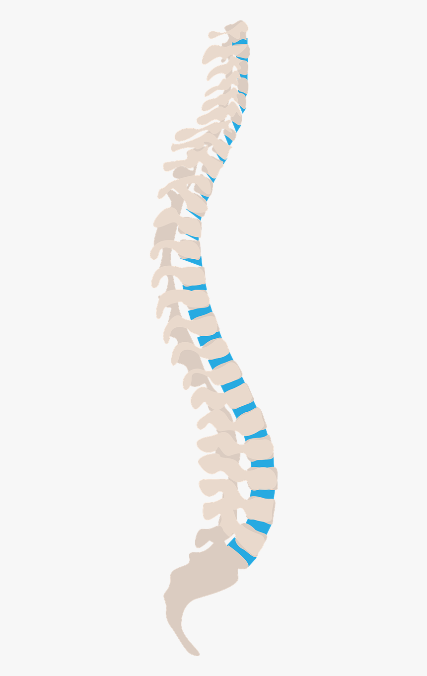 Colonne Vertebrale Png, Transparent Png, Free Download