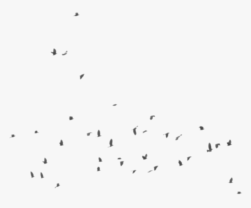 Flock , Png Download - Flock, Transparent Png, Free Download