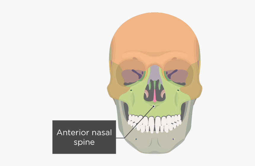 Frontal Sinus On Skull, HD Png Download, Free Download