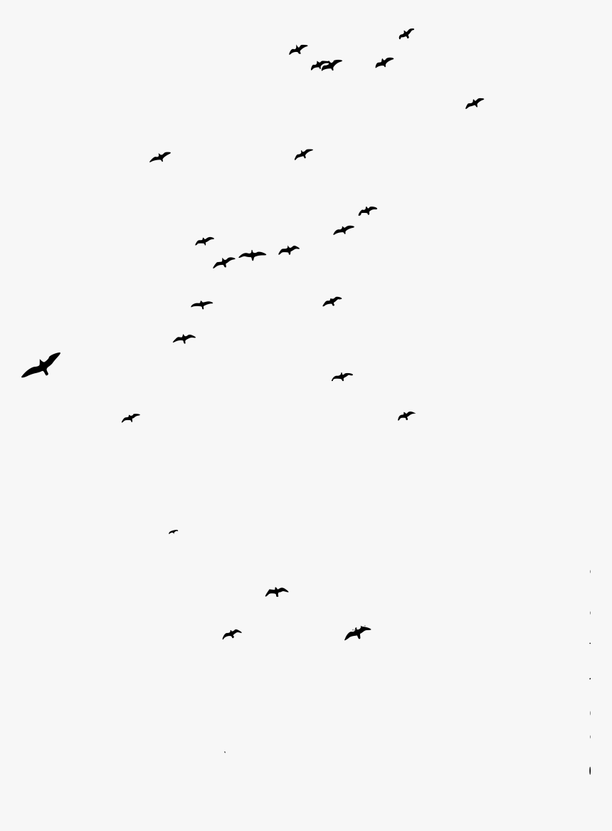 Flock, HD Png Download, Free Download