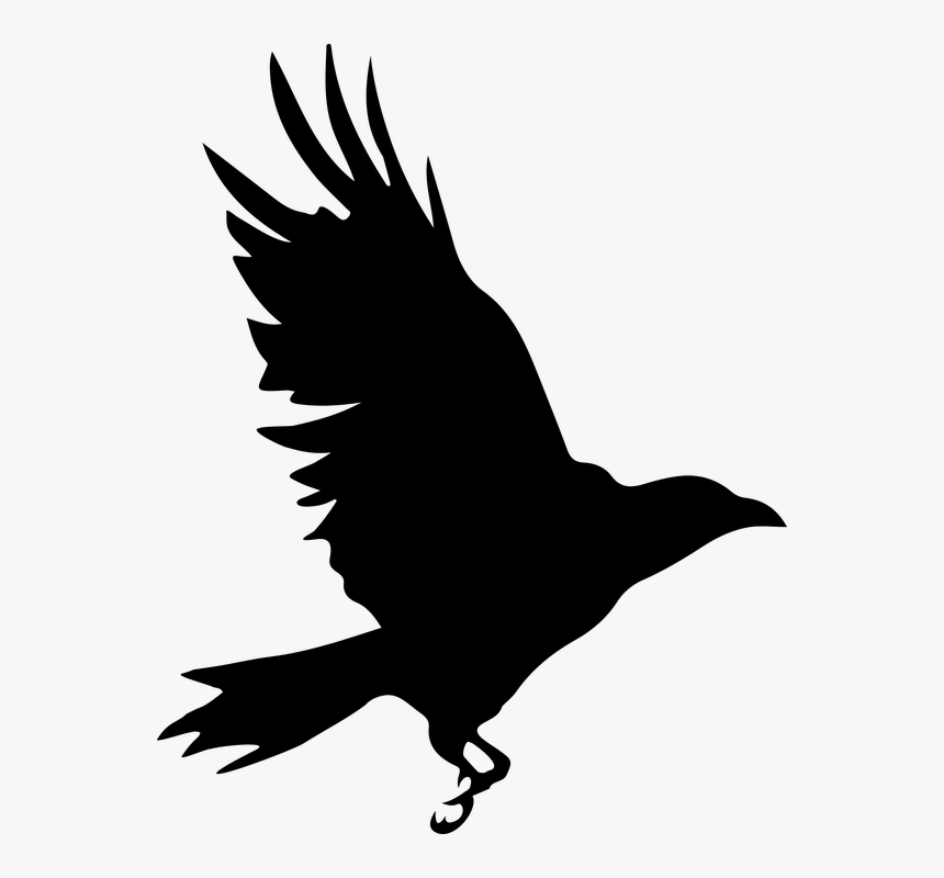 Crow, Bird, Silhouette, Volatile, Monochrome, Animal - Cuervo Silueta, HD Png Download, Free Download