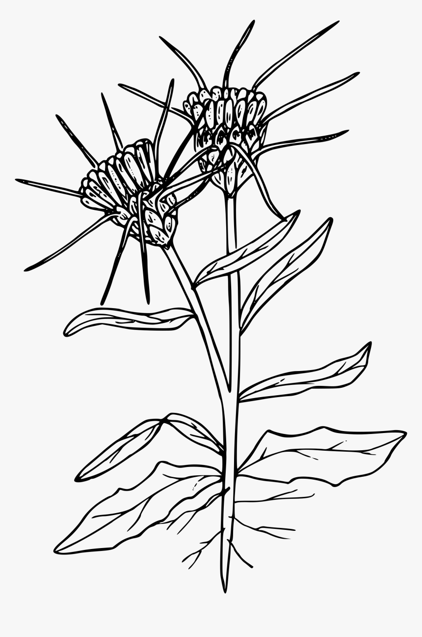 Yellow Star Thistle Clip Arts - Yellow Star Thistle Drawing, HD Png Download, Free Download