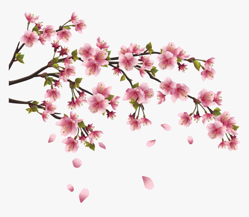 Sakura Png Image Background - Drawing Chinese Flowers, Transparent Png, Free Download