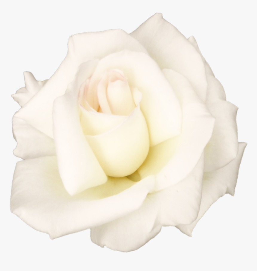 Garden Roses Centifolia Roses Petal White Cut Flowers - Flower White Rose Png, Transparent Png, Free Download