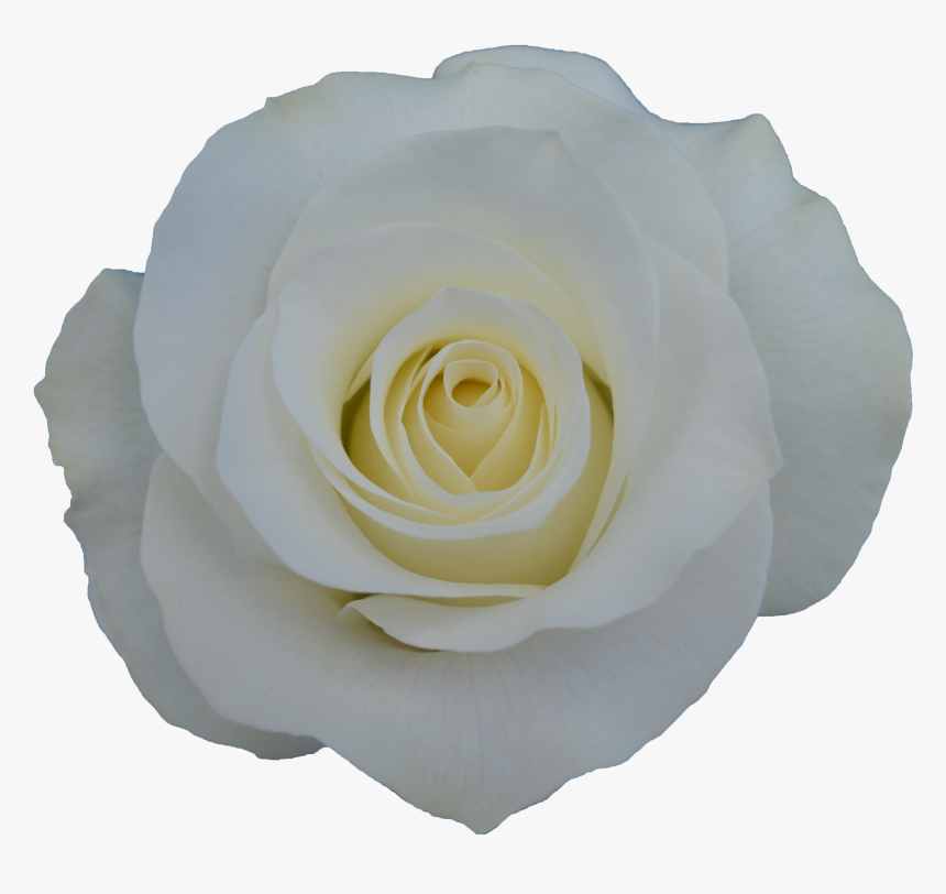 Akito Rose, HD Png Download, Free Download