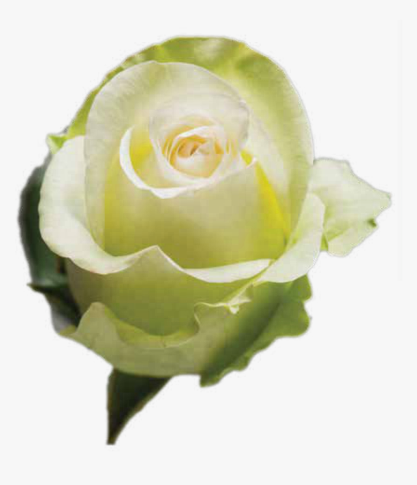 Transparent White Roses Png, Png Download, Free Download