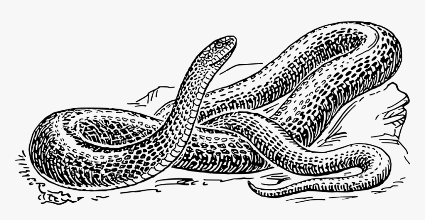 Coiled Serpent - Black And White Snake Clipart, HD Png Download, Free Download