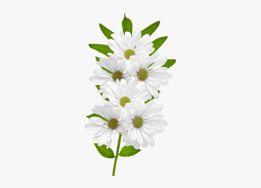 For Computer Angel Hopkins - White Daisy Flowers Png, Transparent Png, Free Download