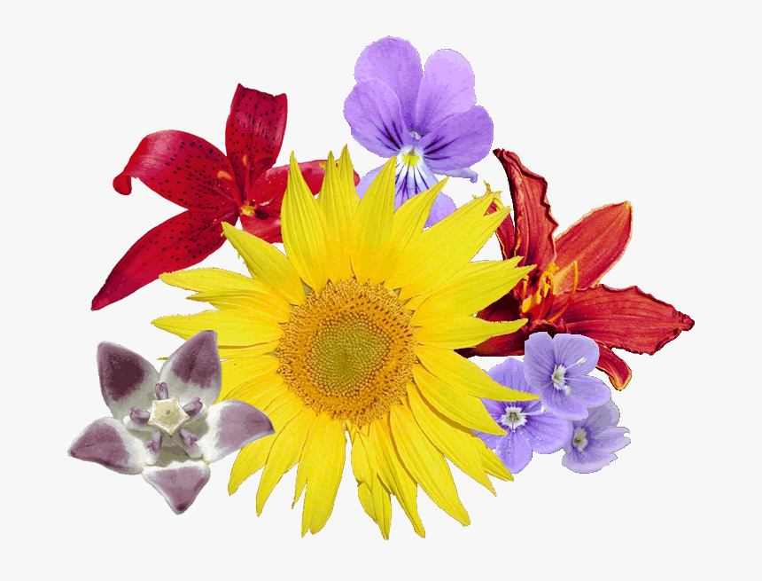 Bouquet Fleurs - Bouquet De Fleurs Png, Transparent Png, Free Download